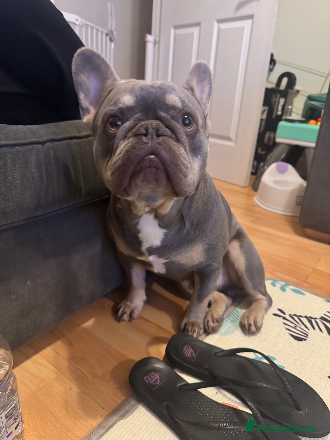 French Bulldog dogs for sale: Say hello to Kobe - Advert 1