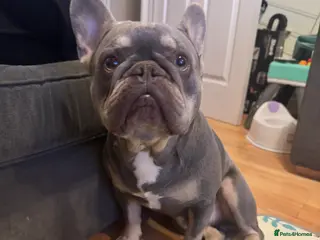 French Bulldog dogs Say hello to Kobe - Advert 6