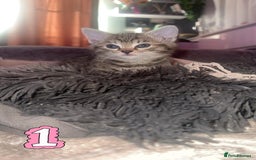 Mixed Breed cats for sale: Two Female kittens (Bengal/Persian mix - Image 8