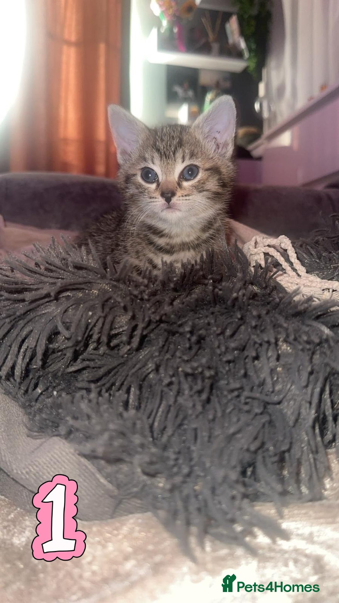 Mixed Breed cats for sale: Two Female kittens (Bengal/Persian mix - Image 8