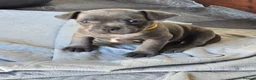 Mixed Breed dogs for sale: French Bulldog x Staffordshire Bull Terrier  - Advert 4