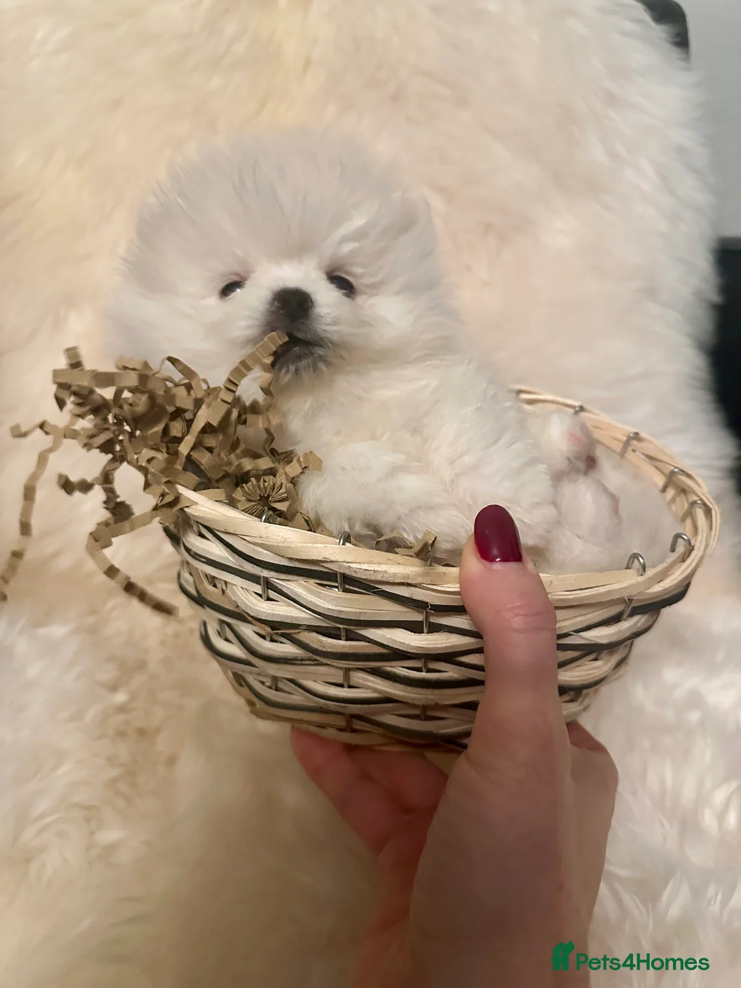 Pomeranian dogs for sale: Last KC pomeranian BOY ready to leave now !  - Advert 8