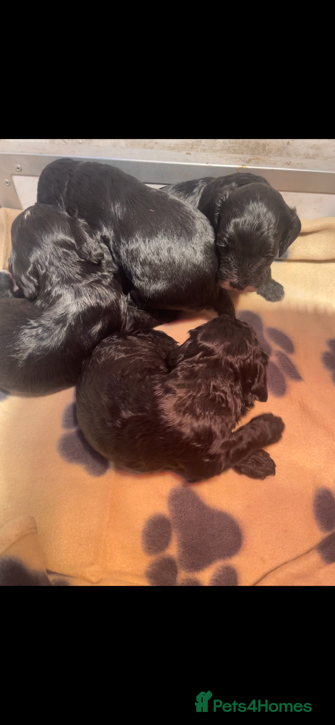 Cockapoo dogs for sale: Cockapoo health tested KC parents  - Advert 2