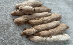 Poochon dogs for sale: F1 Poochon Puppies  - Image 2