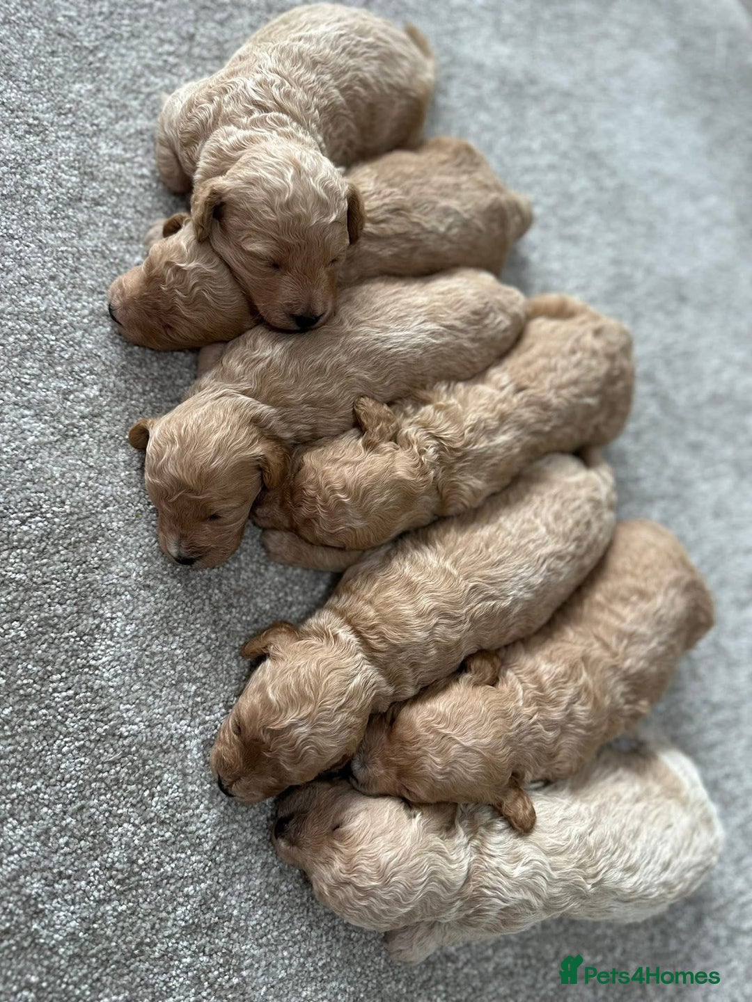 Poochon dogs for sale: F1 Poochon Puppies  - Image 2