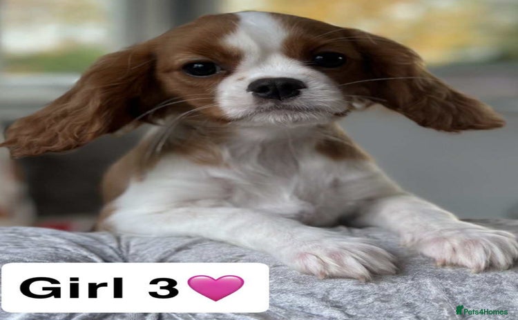Cavalier King Charles Spaniel dogs Stunning DNA CLEAR Cavalier Pups - Advert 11