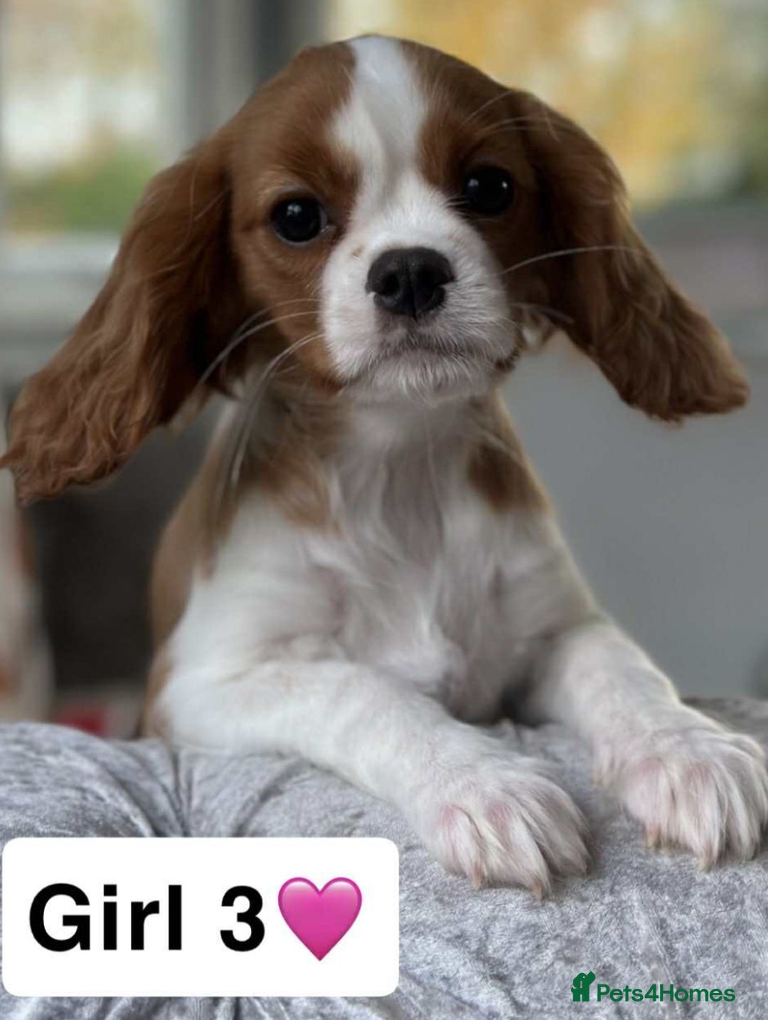 Cavalier King Charles Spaniel dogs for sale: Stunning DNA CLEAR Cavalier Pups - Advert 2