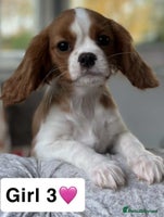 Cavalier King Charles Spaniel dogs Stunning DNA CLEAR Cavalier Pups - Advert 10
