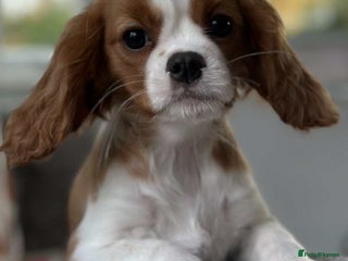 Cavalier King Charles Spaniel dogs Stunning DNA CLEAR Cavalier Pups - Advert 5