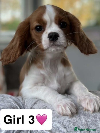 Cavalier King Charles Spaniel dogs Stunning DNA CLEAR Cavalier Pups - Advert 11