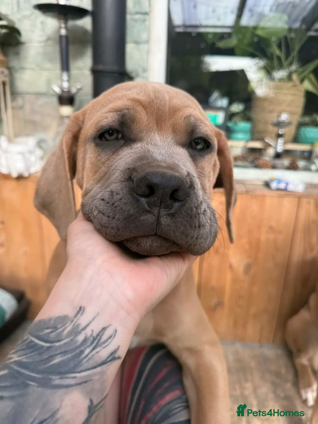 Cane Corso dogs for sale: Ready now🦭MaleCaneCorso PuppiesTake Home Today! - Advert 1