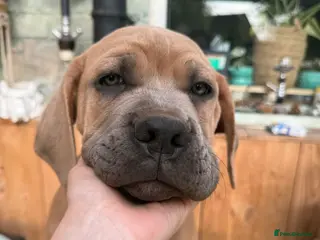 Cane Corso dogs Ready now🦭MaleCaneCorso PuppiesTake Home Today! - Advert 14