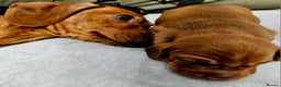 Dachshund dogs for sale: Beautiful Miniature Dachshund - Advert 22