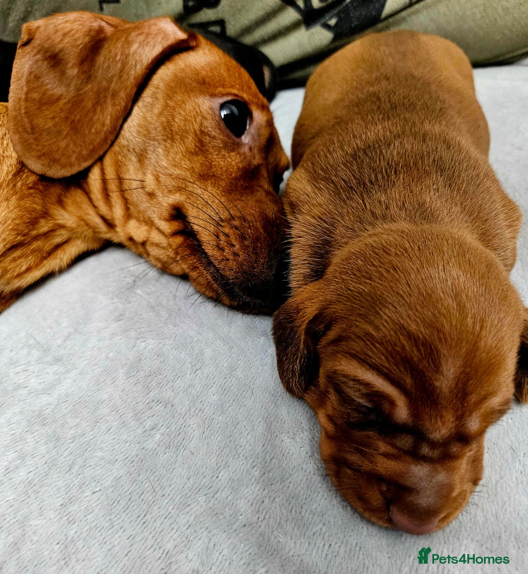 Dachshund dogs for sale: Beautiful Miniature Dachshund - Advert 22