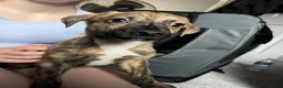 Lurcher dogs for sale: Five Lurcher Pups Ready To Go - Advert 4