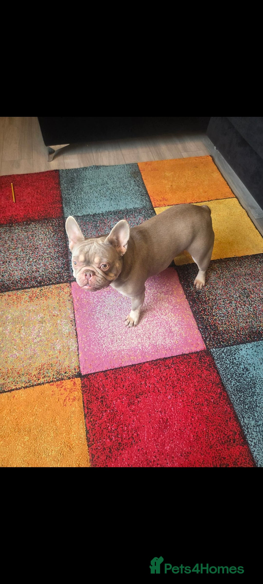 French Bulldog dogs 2 female French bulldogs 1 black 1 tan - Advert 1