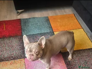 French Bulldog dogs 2 female French bulldogs 1 black 1 tan - Advert 1