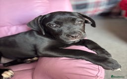 Cane Corso dogs for sale: Cane Corso puppy called “Baby” - Image 2