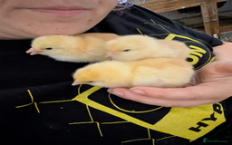 Chickens poultry for sale: Various unsexed chicks and Quails - Image 15