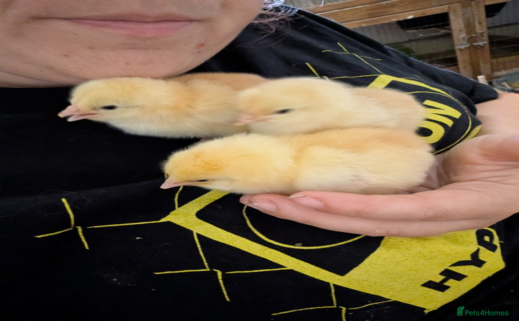 Chickens poultry - Advert 14