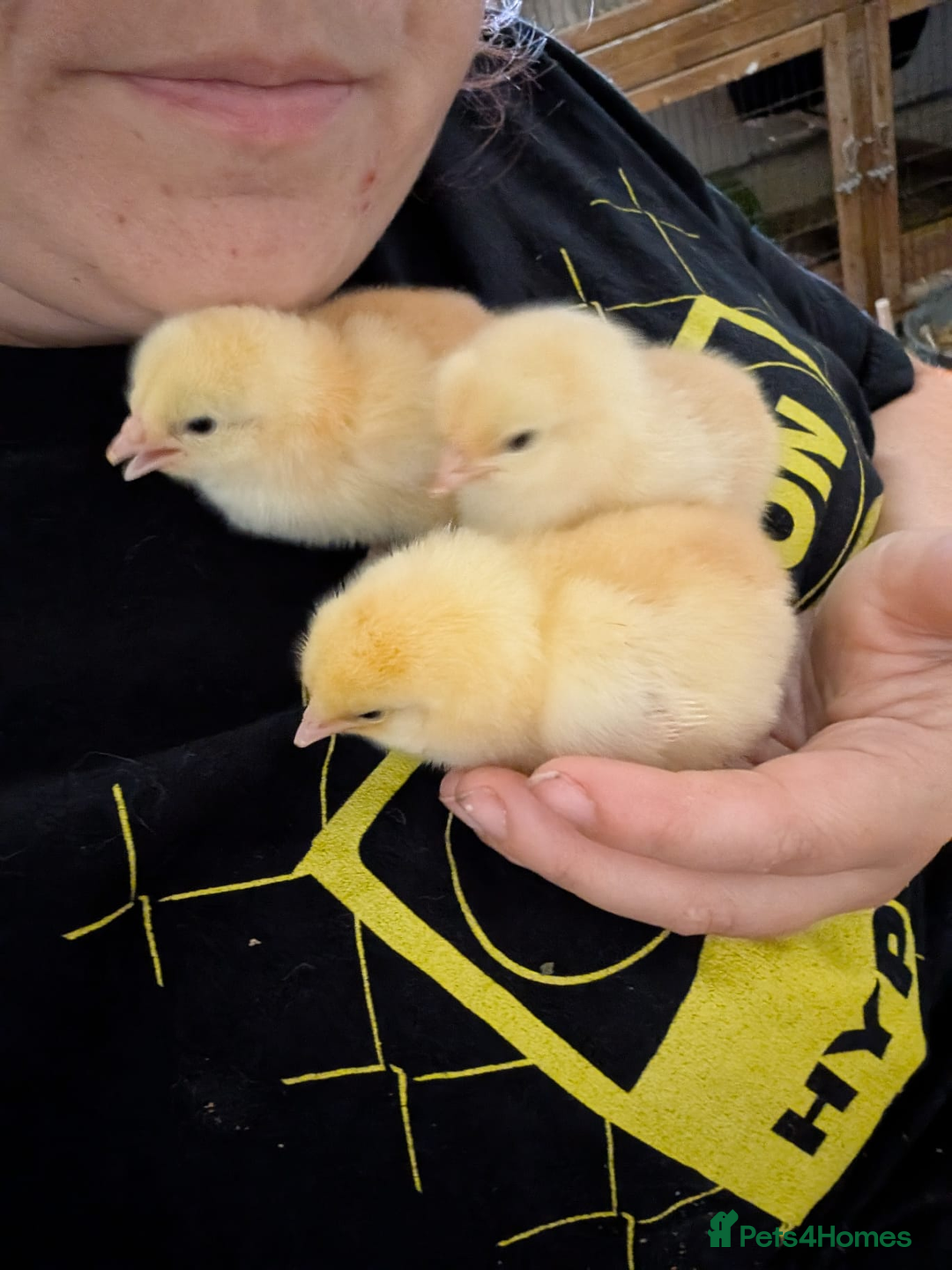 Chickens poultry for sale: Various unsexed chicks and Quails - Image 15