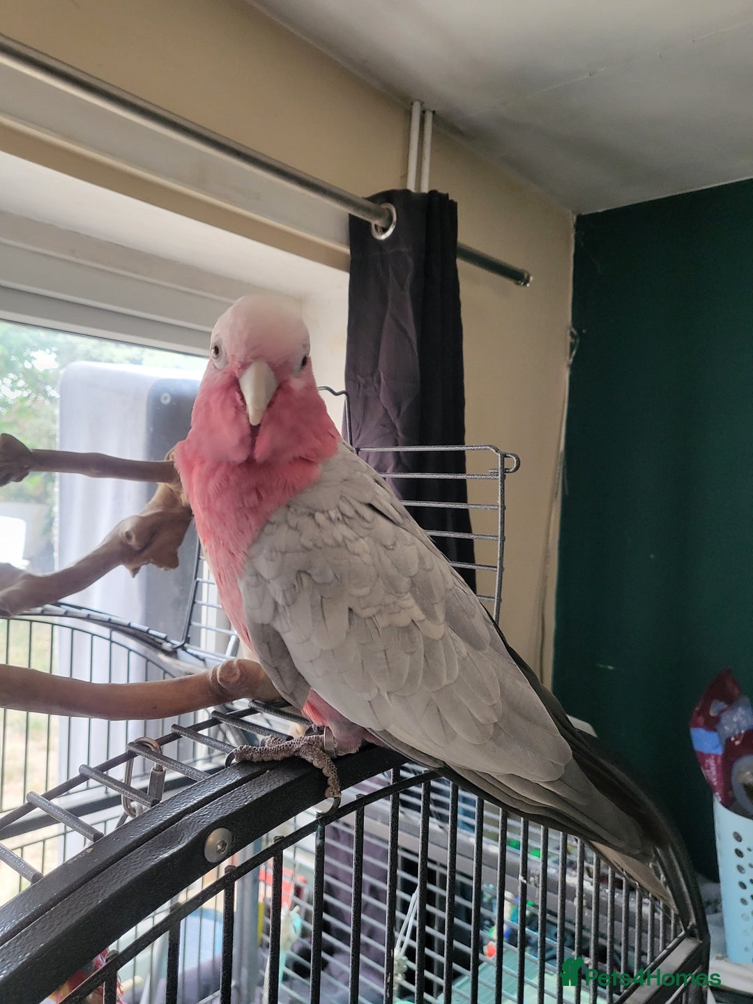 Cockatoo birds for sale: Ghala (pink chicken) - Image 1