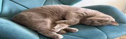 British Shorthair cats for sale: 2 x British Shorthair Kittens  in Brighton - Advert 11