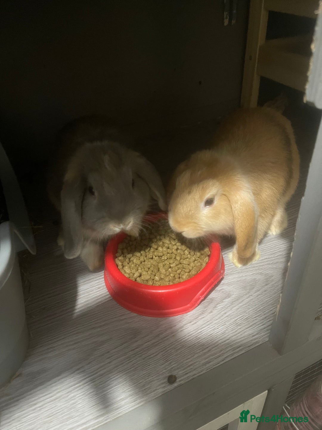 Mini Lop rabbits for sale: Downsizing various mini lops - Image 4