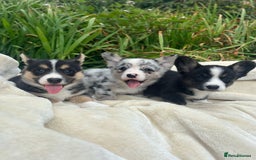 Welsh Corgi Cardigan dogs for sale: ⭐️Beautiful Cardiganshire Corgi Pups⭐️*1 LEFT* - Image 15