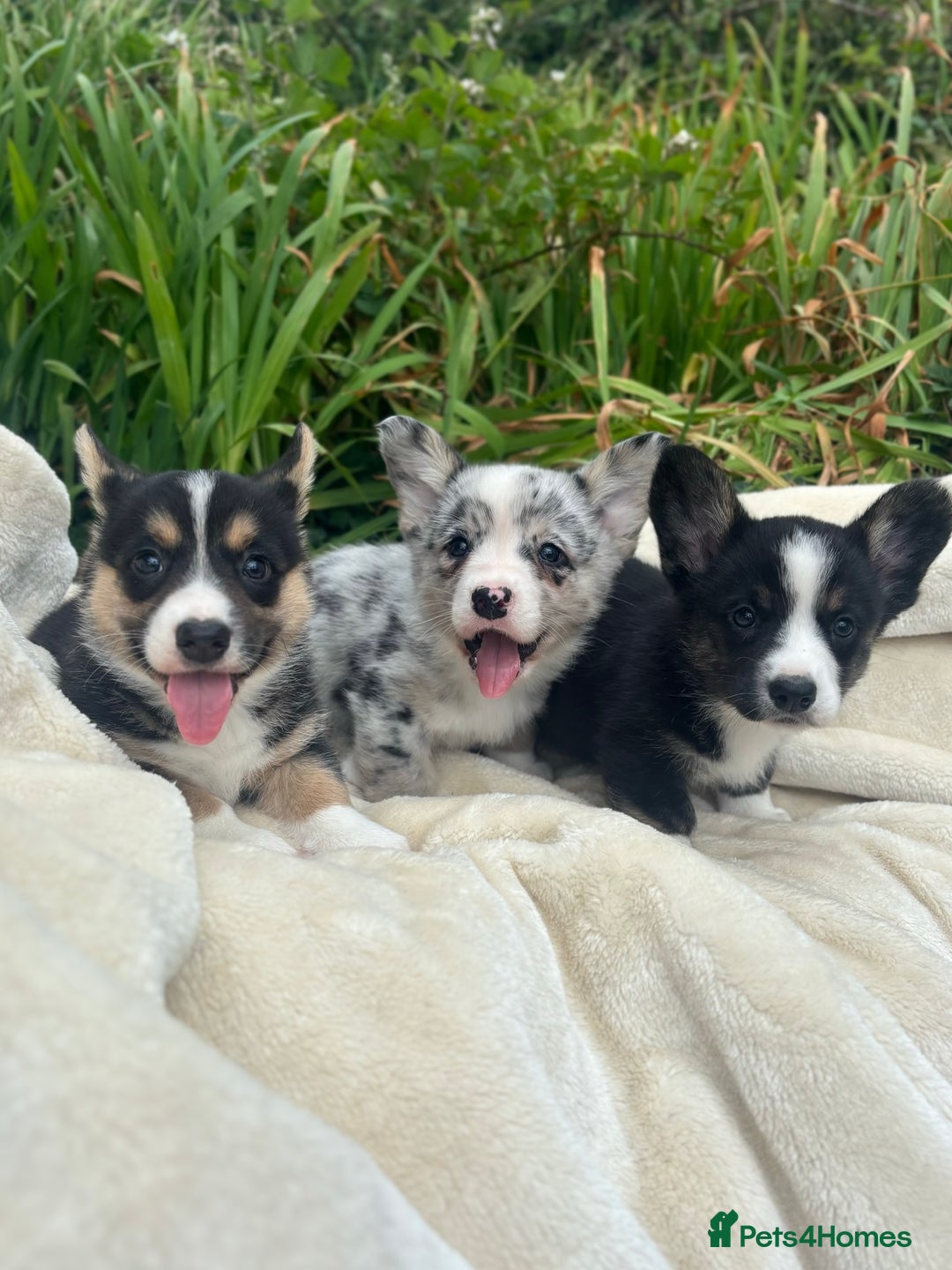 Welsh Corgi Cardigan dogs for sale: ⭐️Beautiful Cardiganshire Corgi Pups⭐️*1 LEFT* - Image 15