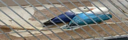 Lovebirds birds for sale: Lovebirds  in Manchester - Advert 24