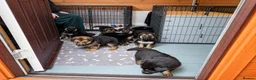 German Shepherd dogs for sale: German Shepherd Puppies From Outstanding Parents - Advert 3