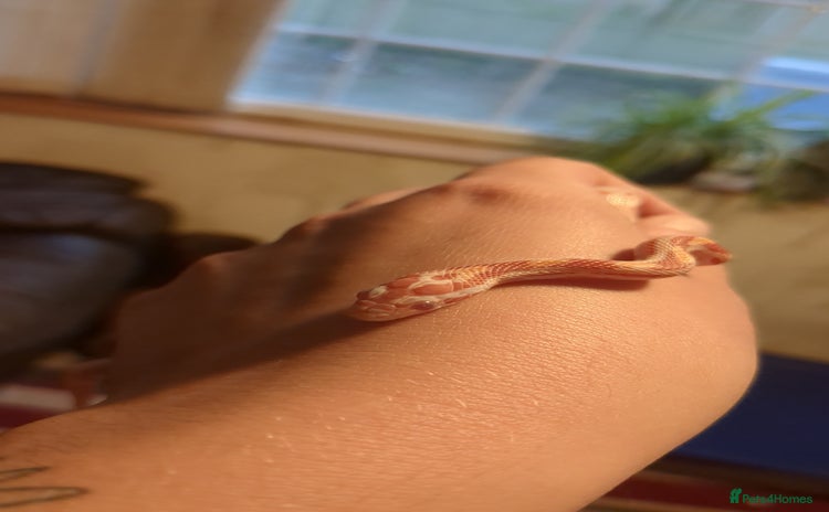 Corn Snake reptiles - Advert 1