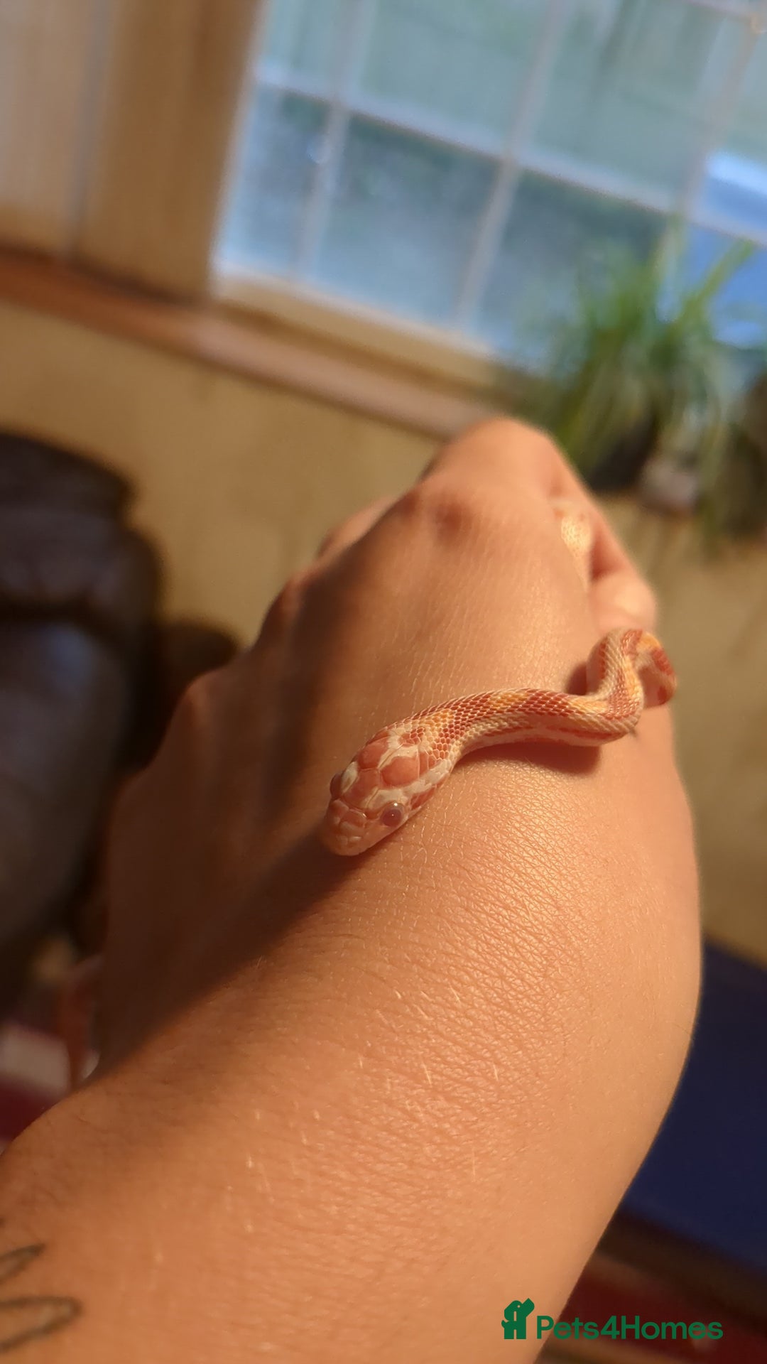 Corn Snake reptiles for sale: Amel corn snake - Image 1