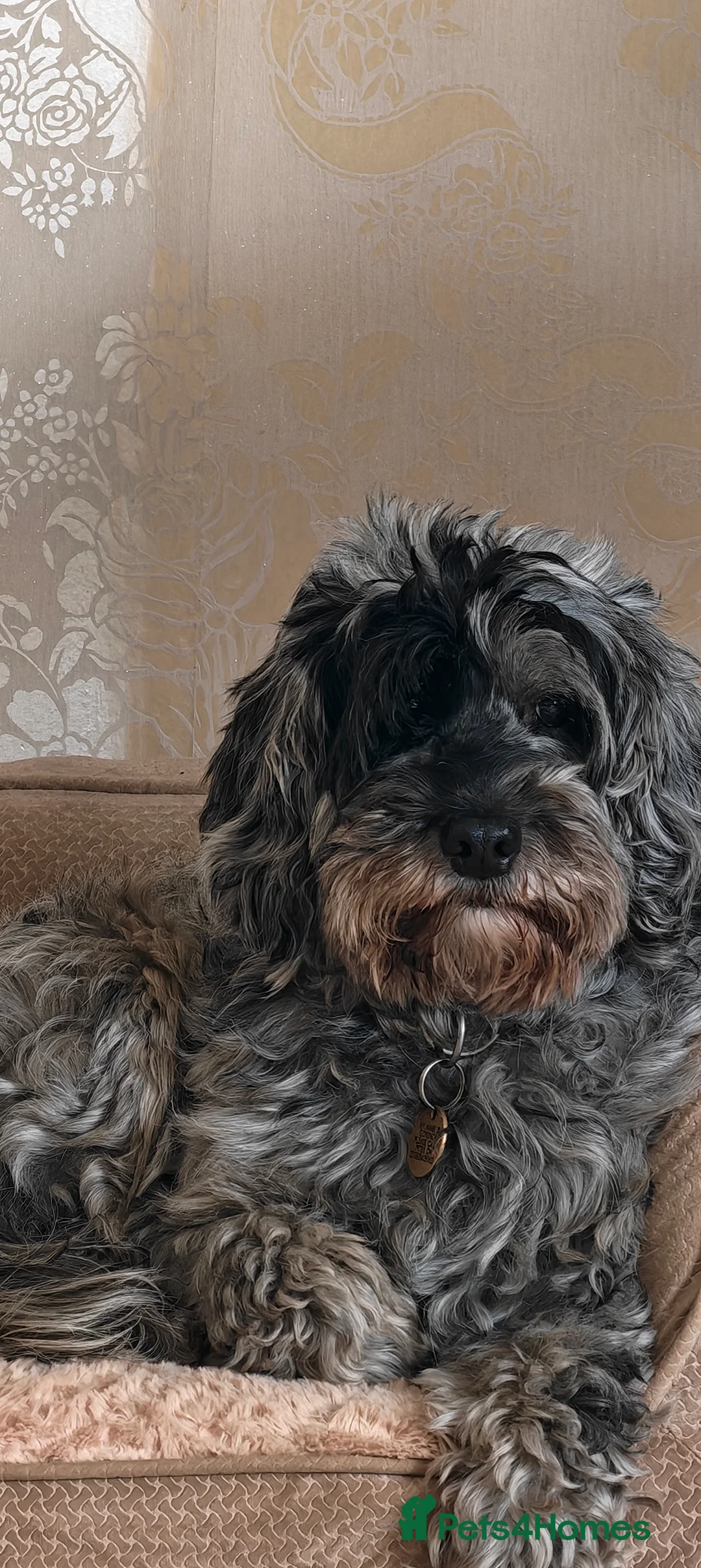 Cockapoo dogs for sale: Cocker boy - Advert 2