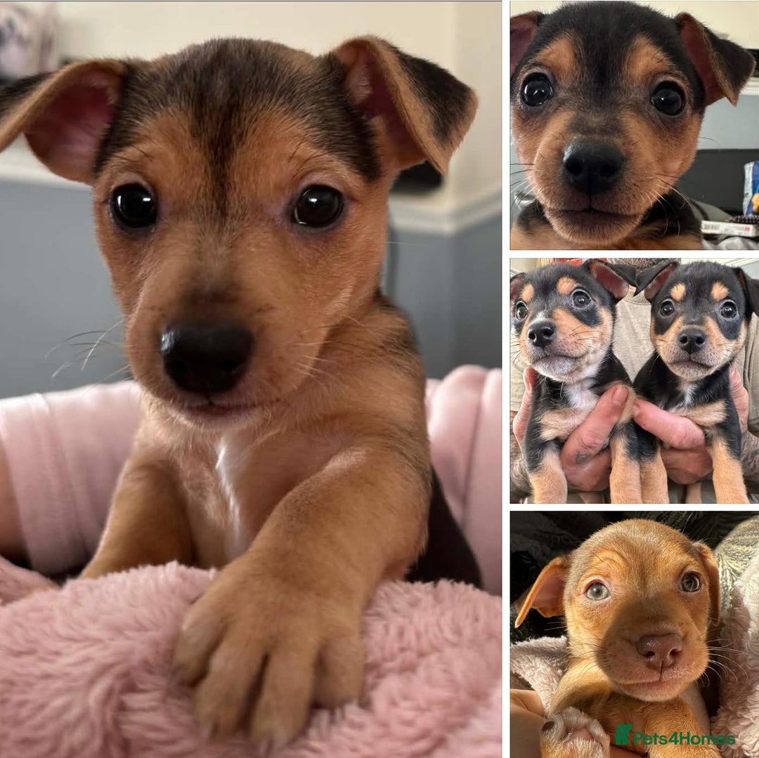 Jack Russell dogs for sale: Beautiful Jacks for sale - Advert 1