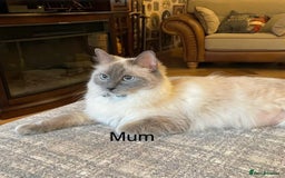 Ragdoll cats for sale: 3 Left! Gorgous blue point girls available🐾 - Image 11