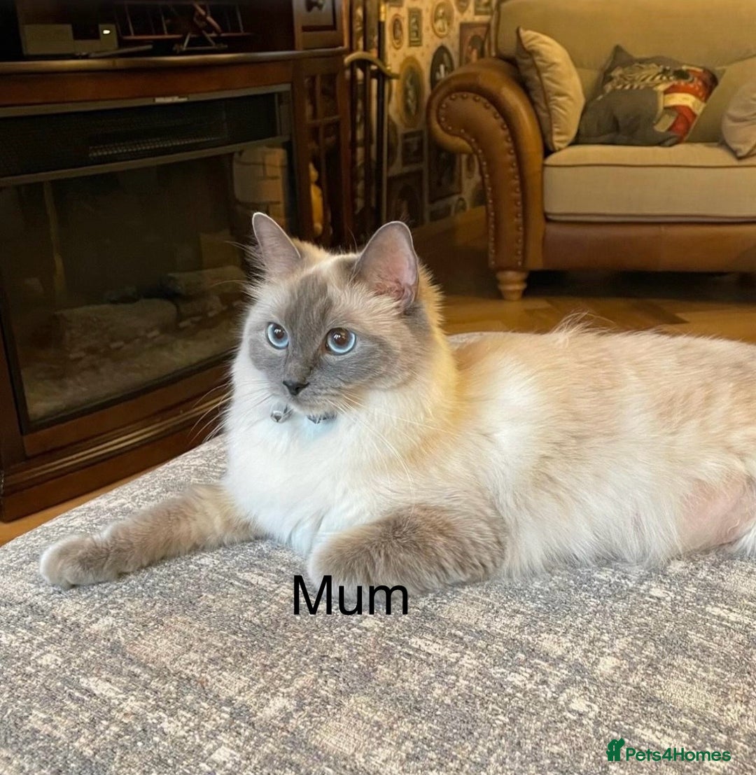 Ragdoll cats for sale: 3 Left! Gorgous blue point girls available🐾 - Image 11