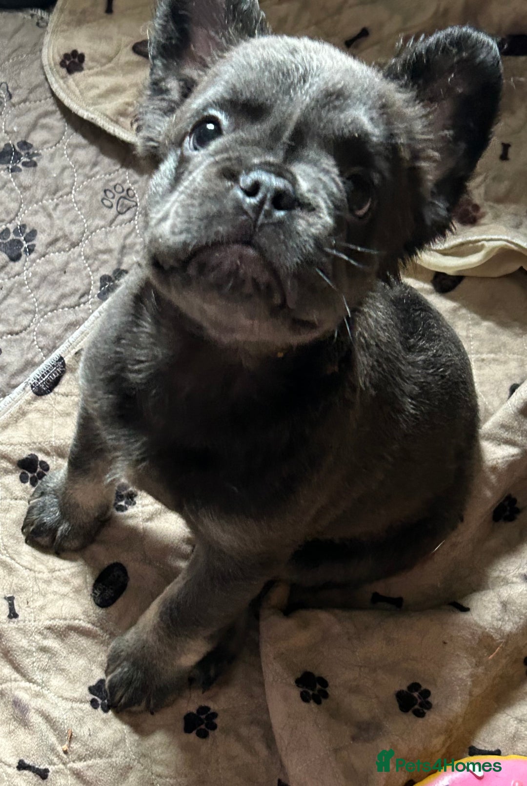 French Bulldog dogs for sale: Fluffy Frenchie - female (Ahsoka) - Reduced🔥🐾Ready Now🔥🐾Fluffy French bulldogs🔥🐾 - Image 5