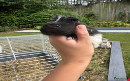Guinea Pig rodents for sale: Guineapigs for sale  - Image 7