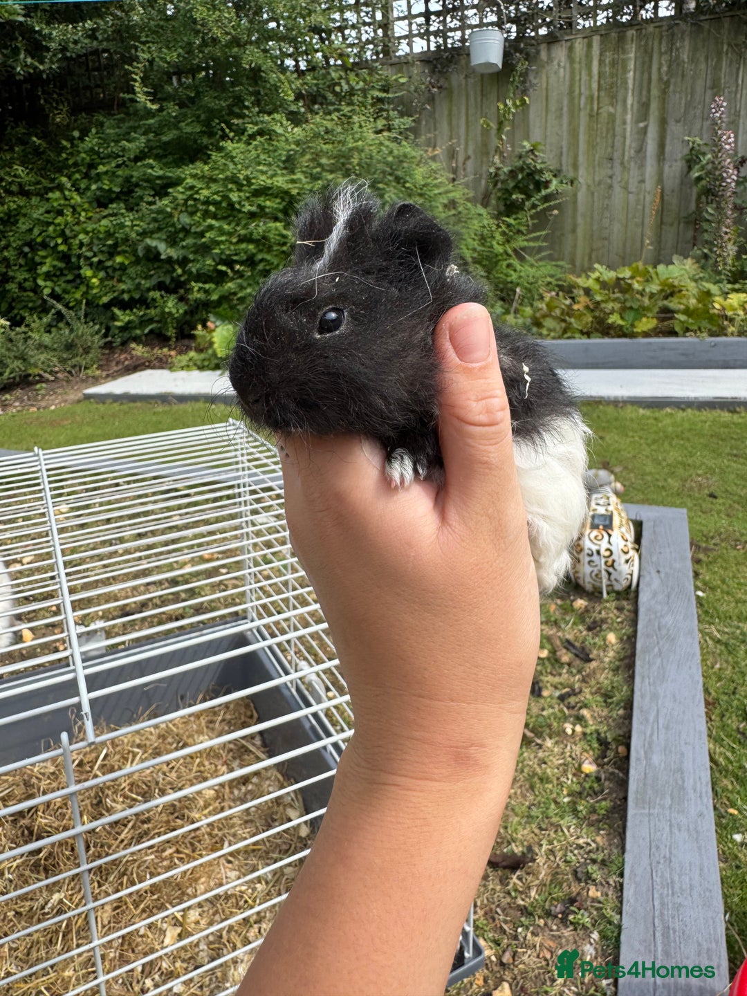 Guinea Pig rodents for sale: Guineapigs for sale  - Image 7