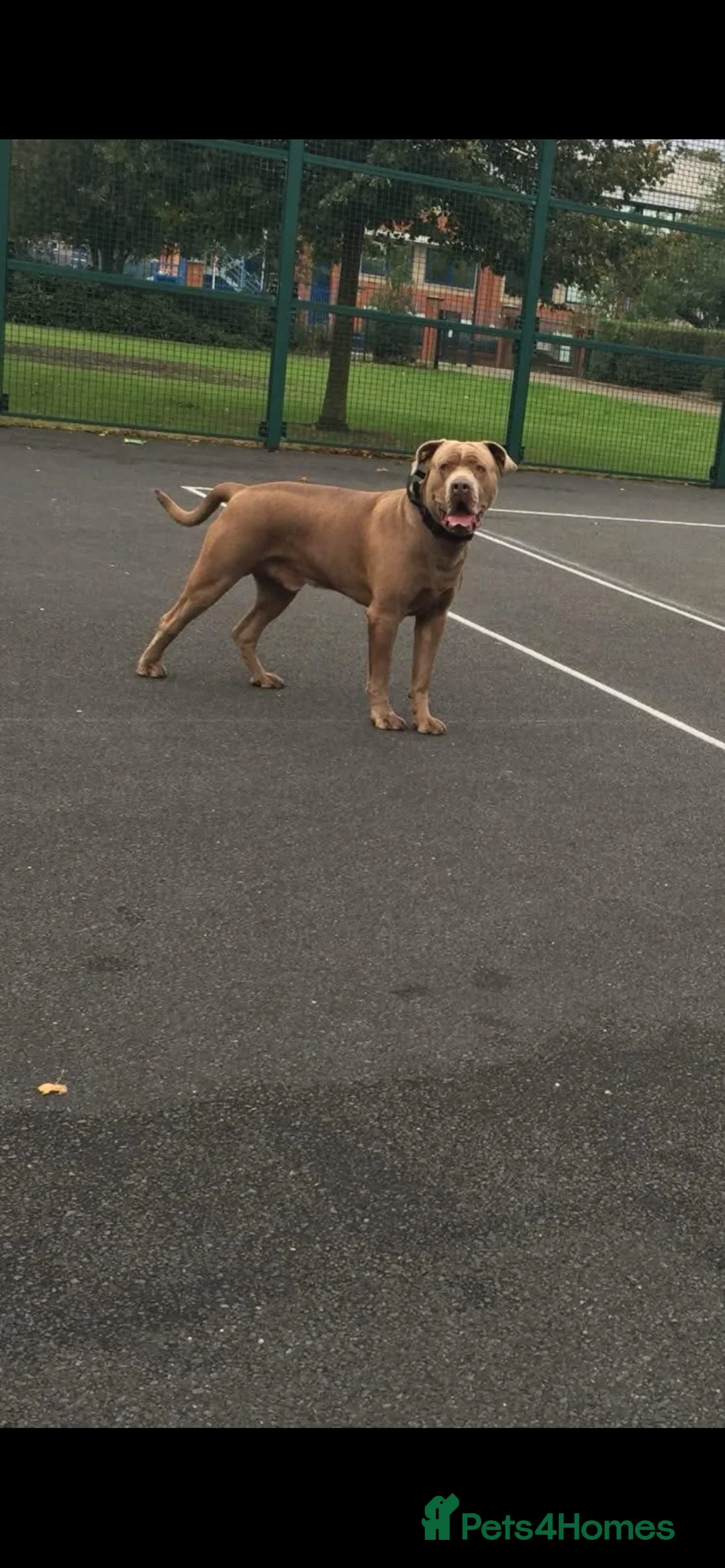 Mastiff dogs for sale: 9 beautiful mastiff puppies  - Advert 11