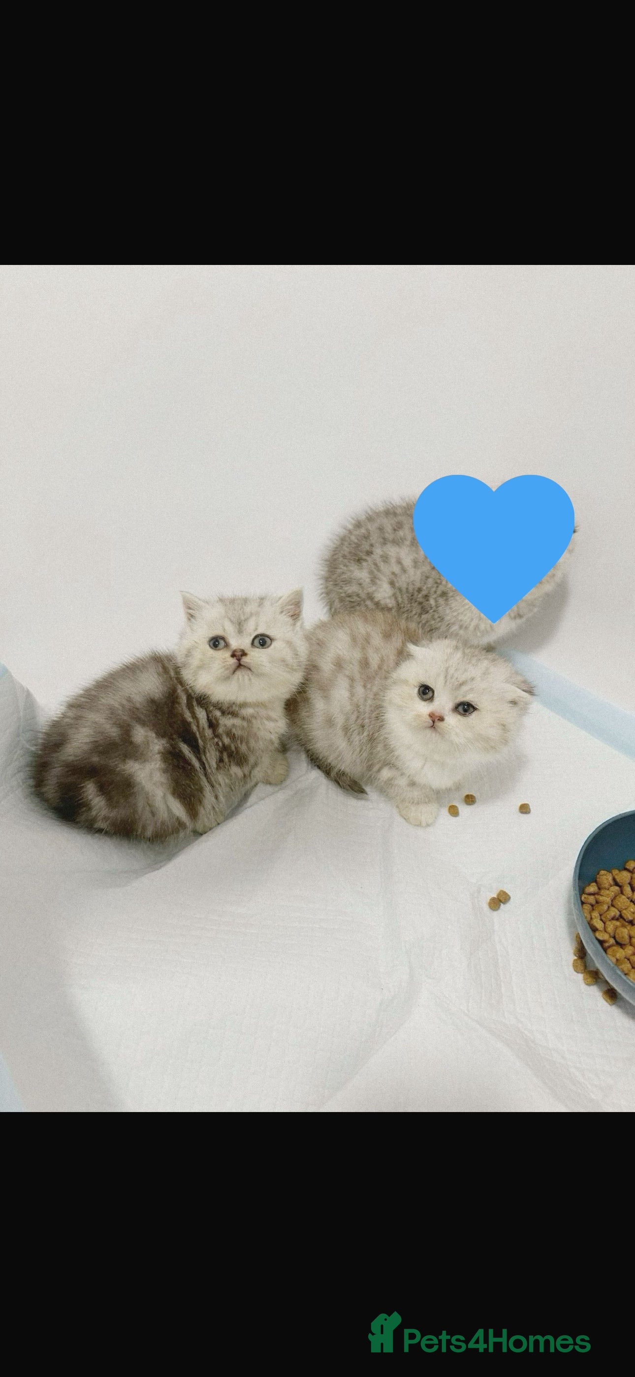 Scottish Fold cats 2 beautiful scottish folds left blue/green eyes - Advert 12