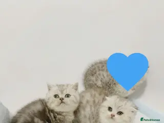 Scottish Fold cats 2 beautiful scottish folds left blue/green eyes - Advert 12