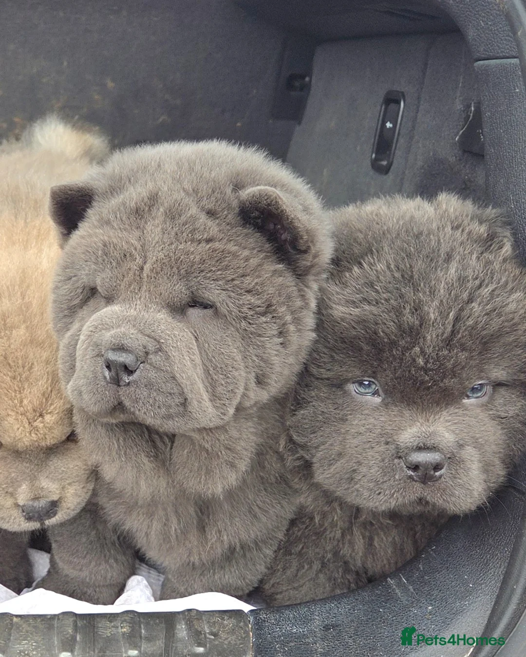 Chow Chow dogs for sale: Chow chow puppy - Advert 3