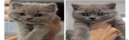 British Shorthair cats for stud: 🏆🥇Beautiful Lilac Boy GCCF/TICA registered 🏆🥇 - Advert 7