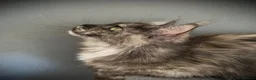 Maine Coon cats for sale: Maine Coon TICA registered Active Female  - Advert 4