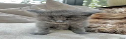 Maine Coon cats for sale: Extraordinary Chunky Maine Coon Boys- Rare Quality - Advert 8