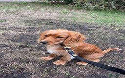 Cavapoo dogs for sale: 6 month Cavapoo for sale  - Image 3