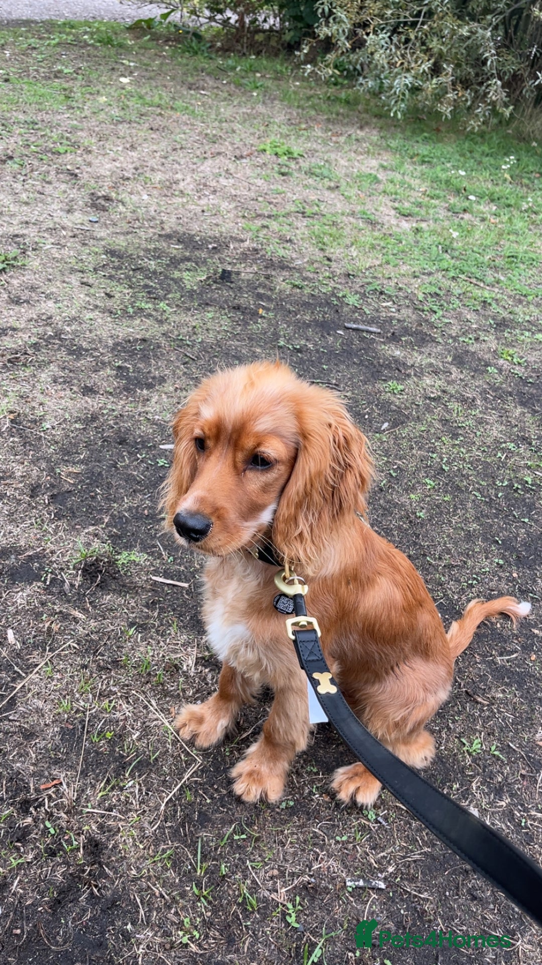 Cavapoo dogs for sale: 6 month Cavapoo for sale  - Image 3